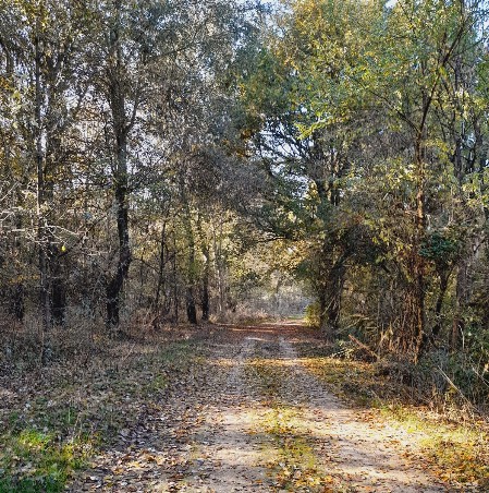 Strada del percorso 'passeggiata a Quattordio'